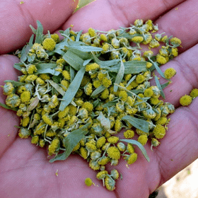 艾草驱寄生虫
